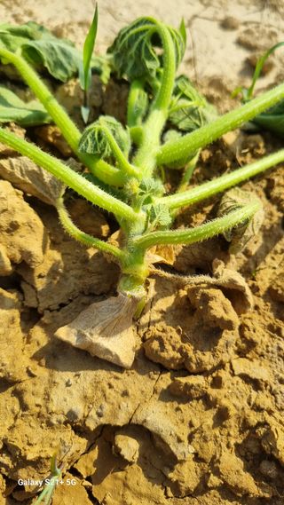 신동한님의 호박 · 병해충상담 작성글 사진