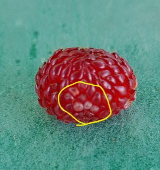 주윤발이님의 딸기·병해충상담 작성글 사진