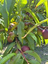 팜모닝 복숭아·병해충상담 게시글 이미지