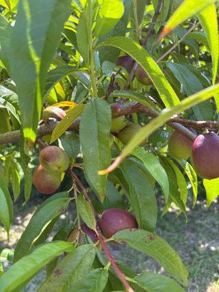조성보님의 복숭아 · 병해충상담 작성글 사진