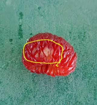 주윤발이님의 딸기 · 병해충상담 작성글 사진