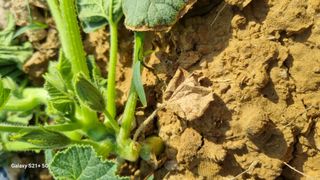 신동한님의 호박 · 병해충상담 작성글 사진