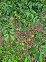 팜모닝 매실·병해충상담 게시글 이미지