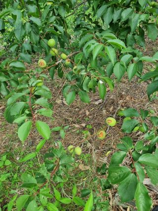 조호곤님의 매실 · 병해충상담 작성글 사진