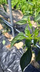 팜모닝 고추·병해충상담 게시글 이미지