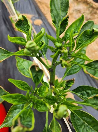 김행자님의 고추 · 병해충상담 작성글 사진