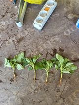 팜모닝 참깨·병해충상담 게시글 이미지