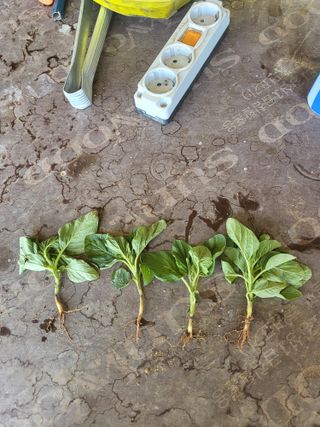 서윤석님의 참깨 · 병해충상담 작성글 사진