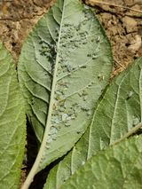 팜모닝 자두·병해충상담 게시글 이미지