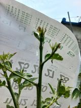 팜모닝 기타작물·병해충상담 게시글 이미지