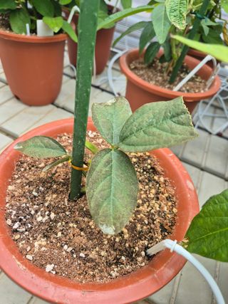 김상철님의 콩 · 병해충상담 작성글 사진