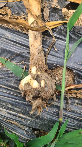 솔안농부님의 마늘 · 병해충상담 작성글 사진