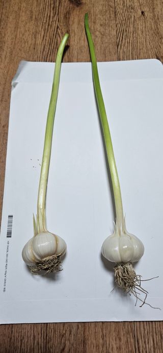 힐스님의 마늘 · 병해충상담 작성글 사진