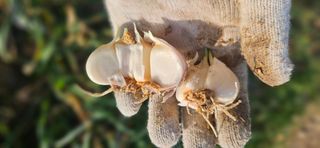 힐스님의 마늘 · 병해충상담 작성글 사진