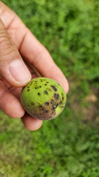 김병표님의 기타작물 · 병해충상담 작성글 사진