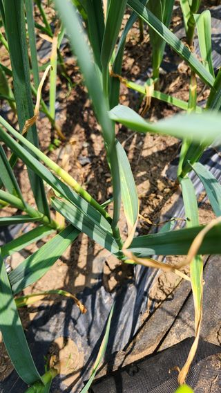 귀요미맘님의 마늘 · 병해충상담 작성글 사진