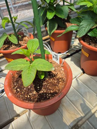 김상철님의 콩 · 병해충상담 작성글 사진