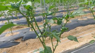 김해읍내님의 고추 · 병해충상담 작성글 사진