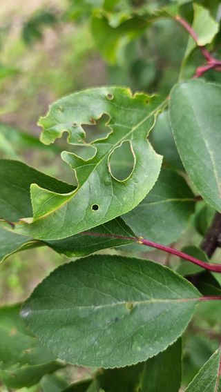김병표님의 기타작물 · 병해충상담 작성글 사진