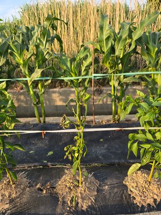 직장농업인 찬형님의 고추 · 병해충상담 작성글 사진