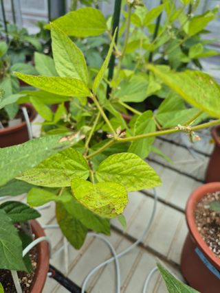 김상철님의 콩 · 병해충상담 작성글 사진