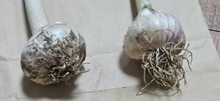 힐스님의 마늘 · 병해충상담 작성글 사진