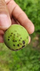 팜모닝 기타작물·병해충상담 게시글 이미지