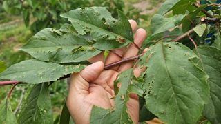 김병표님의 기타작물 · 병해충상담 작성글 사진