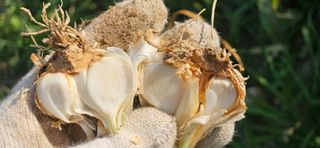 힐스님의 마늘 · 병해충상담 작성글 사진