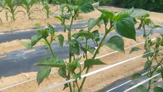 김해읍내님의 고추 · 병해충상담 작성글 사진