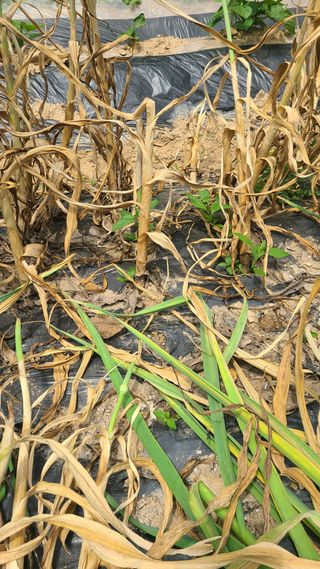 솔안농부님의 마늘 · 병해충상담 작성글 사진