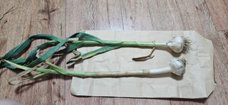 힐스님의 마늘 · 병해충상담 작성글 사진