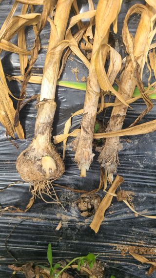 솔안농부님의 마늘 · 병해충상담 작성글 사진