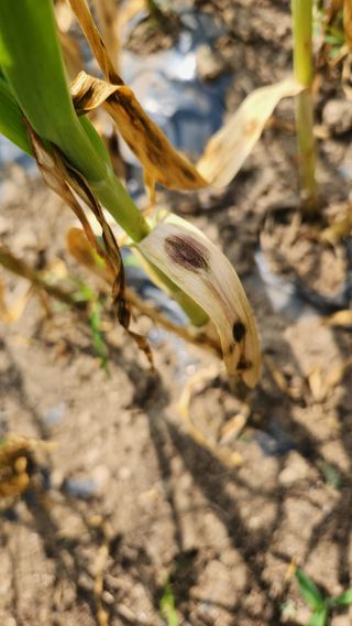 귀요미맘님의 마늘 · 병해충상담 작성글 사진