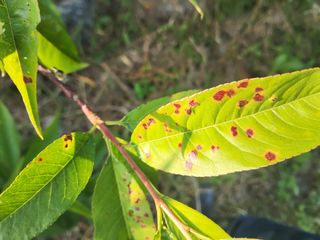 텃밭농님의 복숭아 · 병해충상담 작성글 사진
