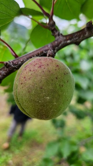 김병표님의 기타작물 · 병해충상담 작성글 사진