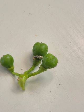 포동포동님의 포도 · 병해충상담 작성글 사진