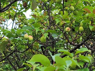 김홍열님의 매실 · 병해충상담 작성글 사진