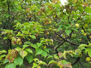 김홍열님의 매실 · 병해충상담 작성글 사진