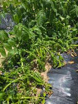 팜모닝 감자·병해충상담 게시글 이미지