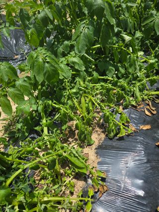 용진님의 감자 · 병해충상담 작성글 사진