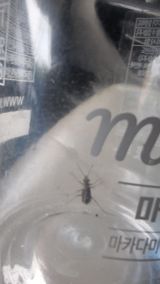 팜모닝 귤·병해충상담 게시글 이미지