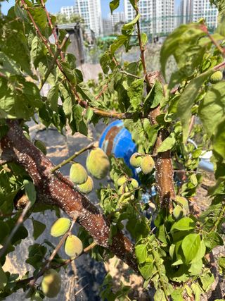 조석호님의 매실 · 병해충상담 작성글 사진