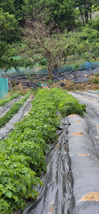 원증연님의 감자 · 병해충상담 작성글 사진