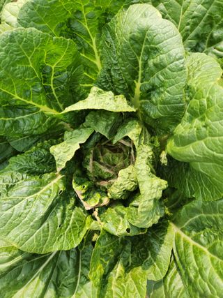 건조기님의 배추 · 병해충상담 작성글 사진