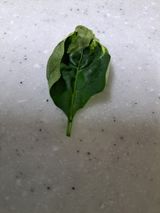 팜모닝 고추·병해충상담 게시글 이미지