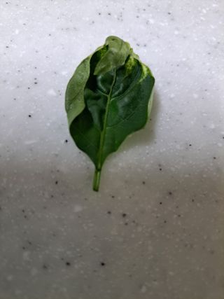 남촌302님의 고추 · 병해충상담 작성글 사진