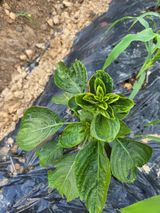 팜모닝 들깨·병해충상담 게시글 이미지