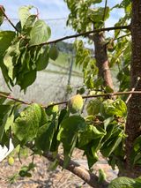 팜모닝 매실·병해충상담 게시글 이미지