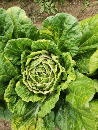 건조기님의 배추 · 병해충상담 작성글 사진